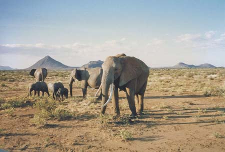 Kenya Elephants 2 1987